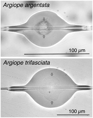 Orb weaver aggregate glue protein composition as a mechanism for rapid evolution of material properties